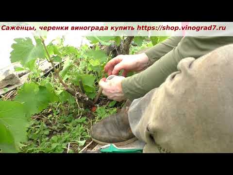 Видео: Прививка винограда зеленым в зеленое и черным в зеленое. Поговорим о стробилуринах?  Строби! Пузенко