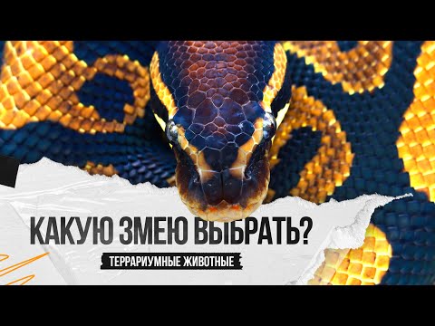 Видео: Какую змею выбрать в качестве первого питомца?