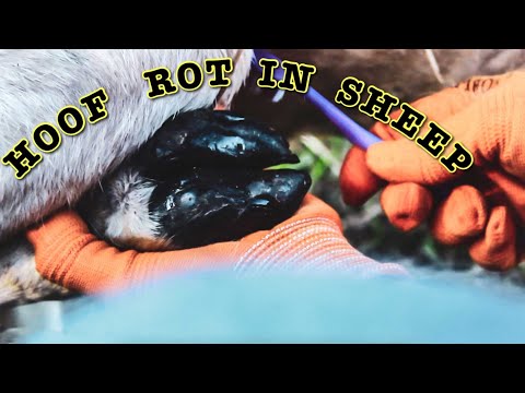 Видео: Лечение копытной гнили у овец (система без манипуляций)