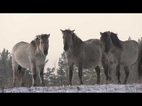 Видео: ПАРК ПРИРОДИ БЕРЕМИЦЬКЕ
