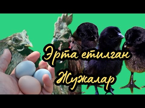 Видео: 5 ЯРИМ ОЙДА ЕТИЛГАН ЖУЖАЛАР 