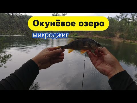 Видео: #микроджиг | Окуневое озеро | Gamakatsu Ten S48AL-solid |