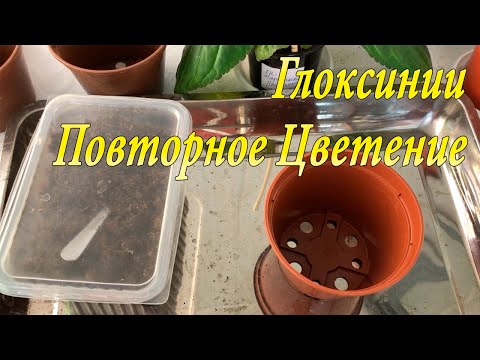 Видео: Глоксинии. Повторное Цветение. 1 часть