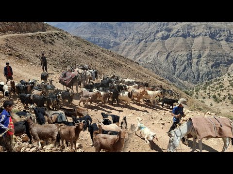 Видео: Кочевая жизнь 🐑 | 🚶‍♂️ Удивительная миграция кочевой семьи в осеннюю деревню 🍂"