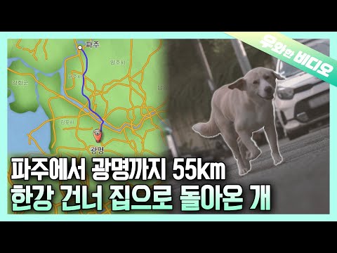 Видео: Собака, которая рисковала жизнью и вернулась домой через месяц