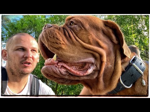 Видео: СОБАКА 95 кг. ОГРОМНЫЙ БОРДОСКИЙ ДОГ