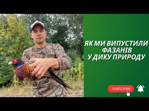 Видео: Випускаємо фазана в дику природу!!!