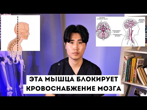 Видео: Эта мышца блокирует КРОВОСНАБЖЕНИЕ МОЗГА. Разблокируй ее за один раз и УВЕЛИЧЬ КРОВОТОК НА 120%.