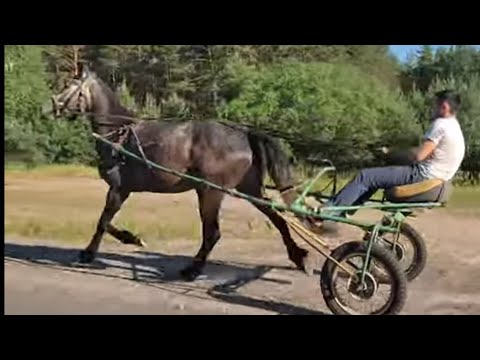 Видео: Орловский Рысак покупаем для души