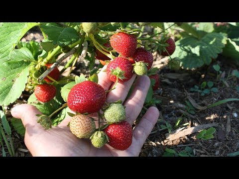 Видео: Как ухаживать за клубникой после плодоношения.