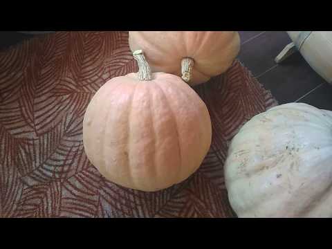 Видео: Изготовление самогона из тыквы