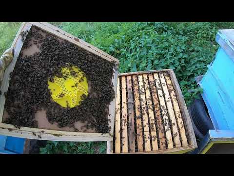 Видео: Изваждане на пчелен мед - Кога и как да го направим