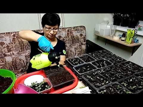 Видео: Георгины низкорослые.Особенности пикировки.