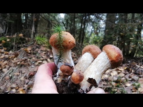 Видео: Для грибного места  осень не помеха