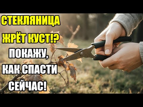 Видео: ОБРЕЗКА СМОРОДИНЫ ОСЕНЬЮ. КАК НАЙТИ И УНИЧТОЖИТЬ СТЕКЛЯННИЦУ! ДЕЛАЮ КУСТ СИЛЬНЫМ И УРОЖАЙНЫМ!
