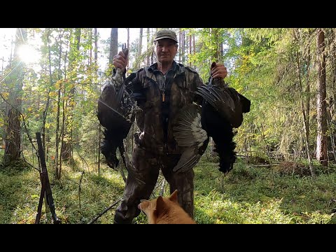 Видео: Открытие охоты на боровую дичь 1.09.24.