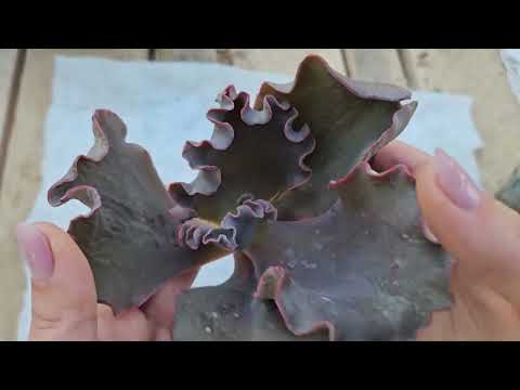 Видео: Распаковка суккулентов №30.   Супер честный продавец!