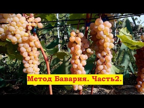 Видео: Автономное укоренение / проращивание / черенков винограда. Метод Бавария. Результат.