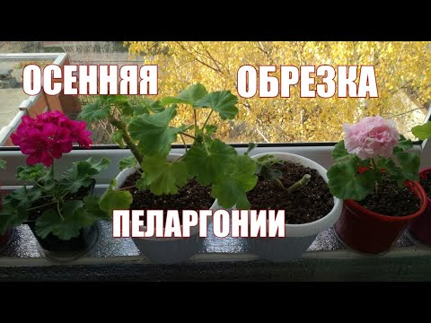 Видео: Осенняя обрезка пеларгонии. Стоит ли обрезать пеларгонию, если она зимует в квартире.