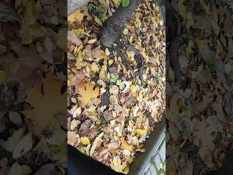 Видео: Пумка - Анфиска🫣🩷🥹