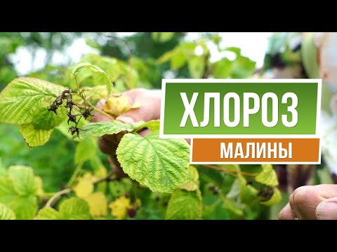 Видео: Как Вылечить Хлороз Малины 🍓 Советы От Garden-zoo сад