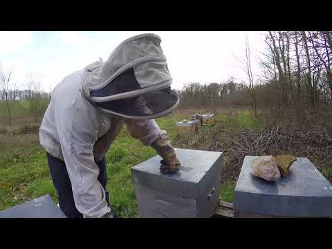 Видео: Пчеловодство во Франции - начало сезона