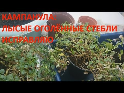 Видео: Кампанула, оголились стебли. Пересаживаю, исправляю.