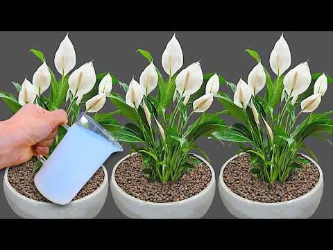 Видео: 1 чашка в неделю! Сотни цветов цветут круглый год, не увядая!