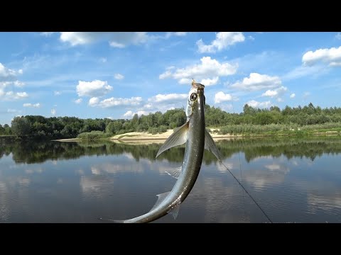 Видео: Фидер на Живца и Белую. Рыбалка летом в жару