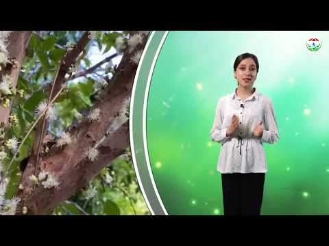 Видео: Маълумот оид ба меваи жабатика  ва хусусияти шифобахшии он