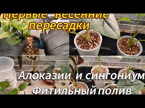 Видео: Первые весенние пересадки | АЛОКАЗИИ и СИНГОНИУМ | ФИТИЛЬНЫЙ ПОЛИВ