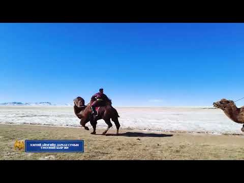 Видео: Хэнтий аймгийн Дархан сумын Тэмээний баяр  наадам 2025он