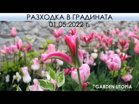 Видео: Разходка в цветната пролетна градина | 01.05.2022