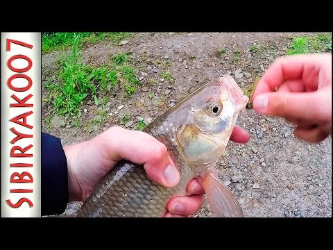 Видео: Рыбалка. Попал на ЖОР ЯЗЯ! Дикая рыба и море Кайфа на спиннинг. Отводной поводок, Джиг