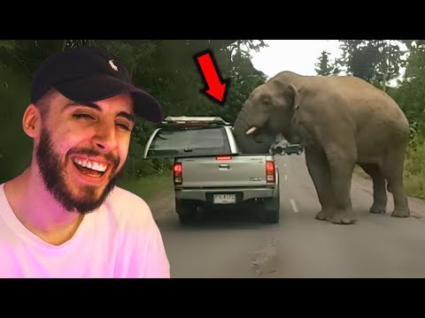 Видео: САМЫЕ СМЕШНЫЕ СТРАШНЫЕ встречи с животными (УМОРИТЕЛЬНО!)