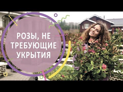 Видео: Розы, зимующие в Подмосковье без укрытия