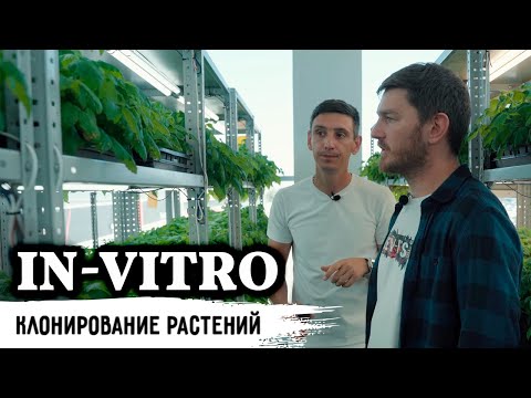 Видео: Лаборатория растений полного цикла in-vitro / Питомник растений