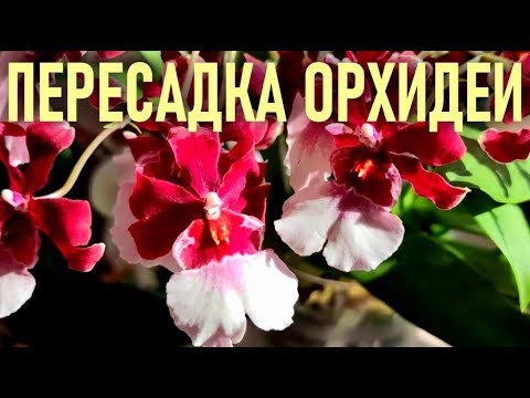 Видео: ПЕРЕСАДКА ОРХИДЕИ МЕТОДОМ ПЕРЕВАЛКИ НА ФИТИЛЬ. КАМБРИЯ! ХАРАКТЕРИСТИКА, СОДЕРЖАНИЕ, УХОД, ПОЛИВ!