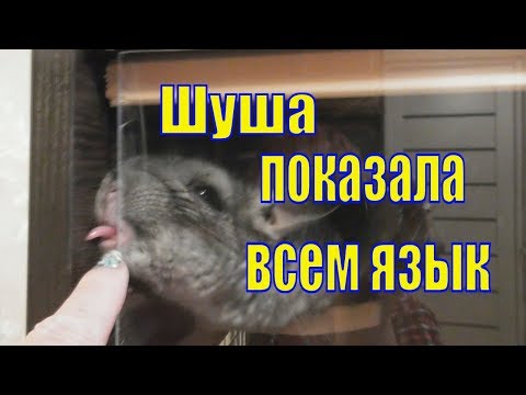 Видео: Морские свинки черепаха и шиншилла /От Шуши всем язык!