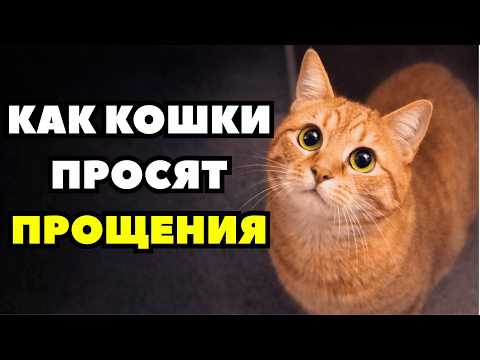 Видео: Ваш кот говорит «Прости» — а вы его не слышите. 10 скрытых сигналов