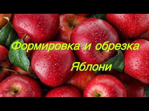 Видео: Обрезка яблони