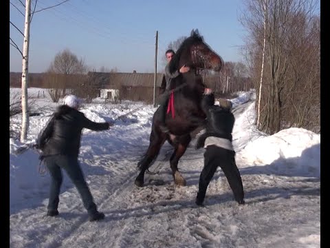 Видео: На что смотреть при покупке лошади.