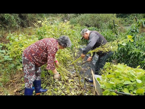 Видео: (Корейская деревня) Маринование перца чили и приготовление пибимпапа с маринованными овощами