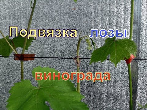 Видео: Виноград. Как и чем подвязать виноградную лозу.