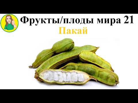 Видео: Фрукты   плоды мира 21 –Пакай фрукт мороженное в стручке Сыроедение Фрукторианство