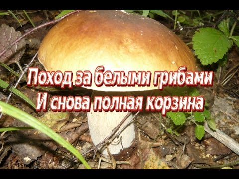 Видео: Поход за белыми грибами и снова полная корзина.