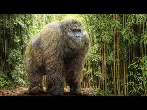 Видео: Гигантопитек - Доисторический Гигант Далекого Прошлого