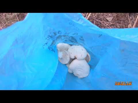Видео: Великолепный Казахстанский белый гриб 12 04 2019г