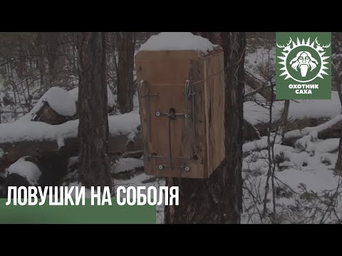 Видео: Обзор сработавшей ловушки на соболя