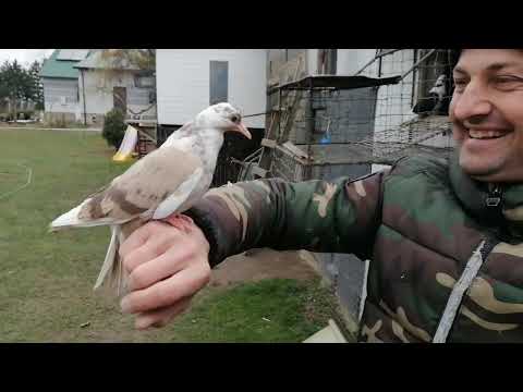 Видео: Я СНОВА В ПОЛЬШЕ ГОЛУБИ РАДИКА. Latające gołębie w Radika.